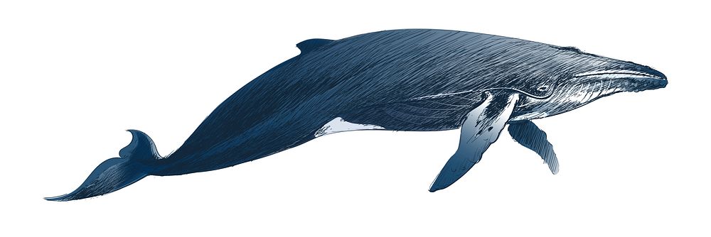 Illustration drawing style of humpback whale