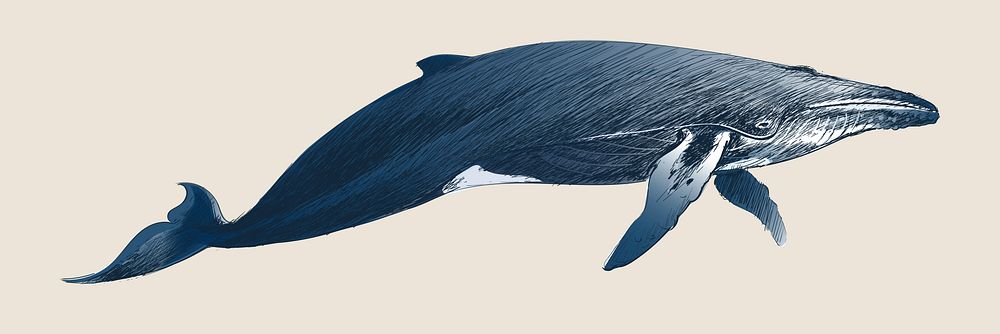 Illustration drawing style of humpback whale 