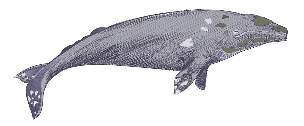 Illustration drawing style of gray whale