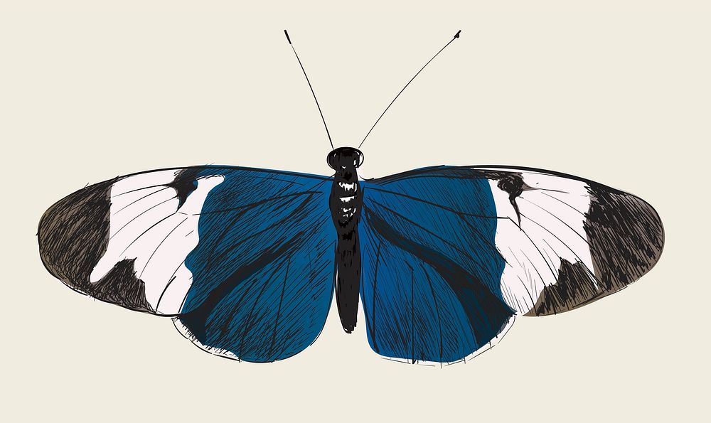 Illustration drawing style of butterfly 