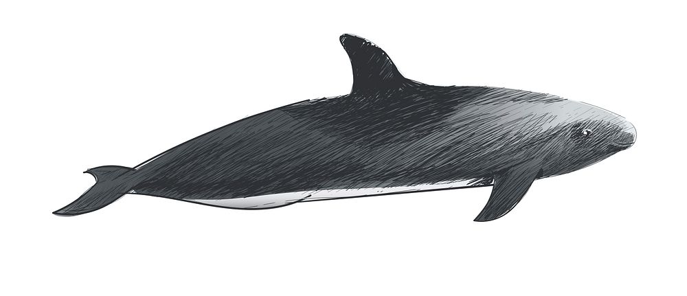 Illustration drawing style of melon-headed whale