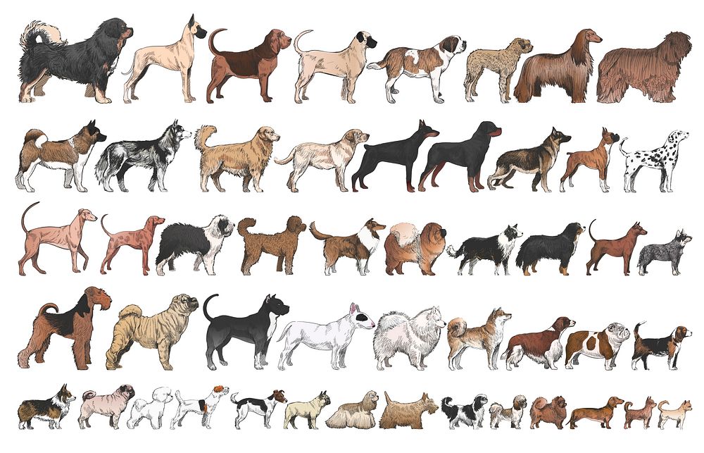 Illustration drawing style of dog breeds collection