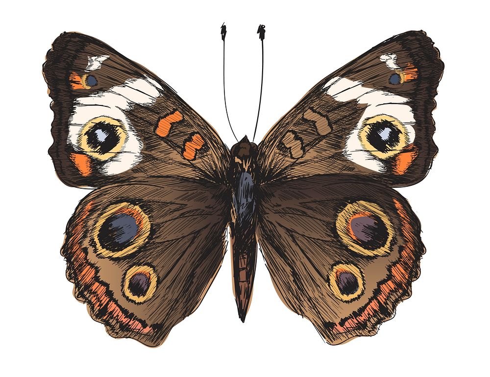 Butterfly detailed drawing