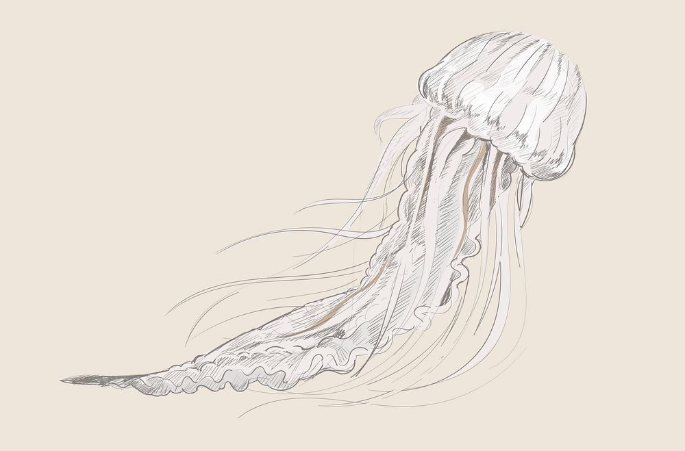 Illustration drawing style of jellyfish