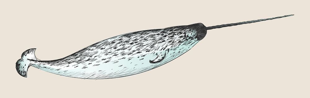 Illustration drawing style of narwhal
