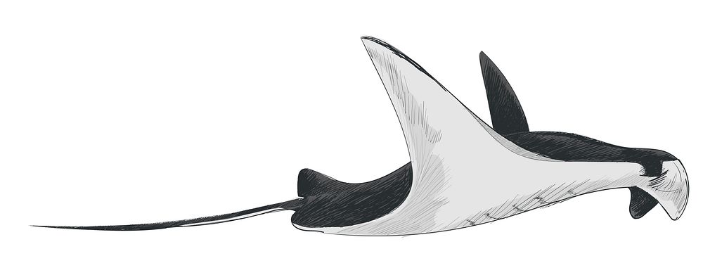Illustration drawing style of sea fish