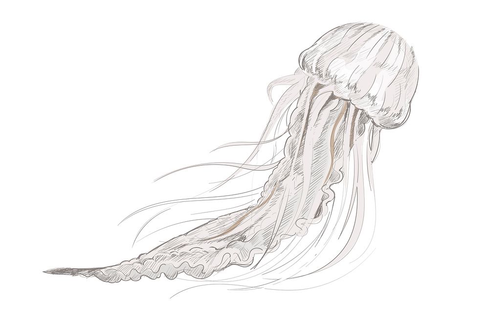 Illustration drawing style of jellyfish