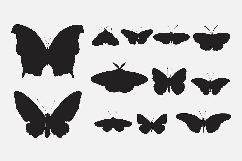 Illustration drawing style of butterfly collection