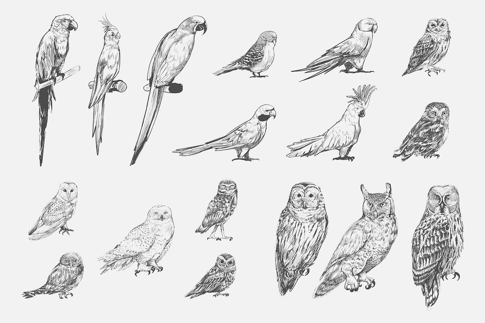 Illustration drawing style of parrot birds collection