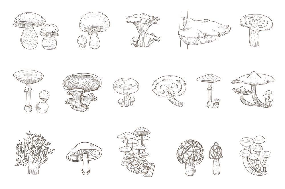 Drawing set of mushrooms
