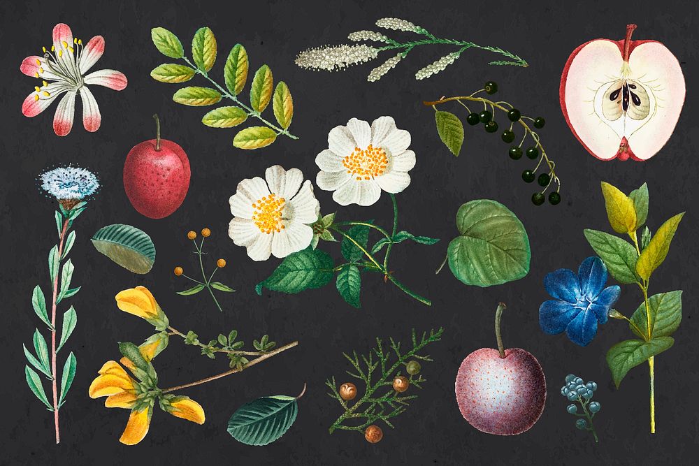 Flowers and fruits collection vector