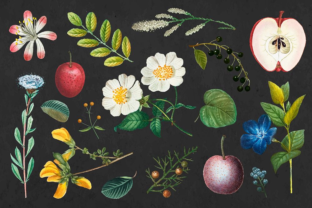 Fruit and flower psd vintage set hand drawn illustration