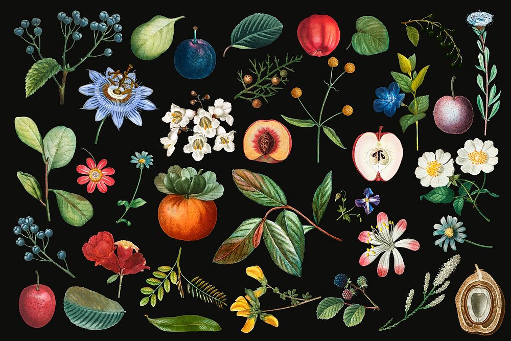 Flowers and fruits collection vector