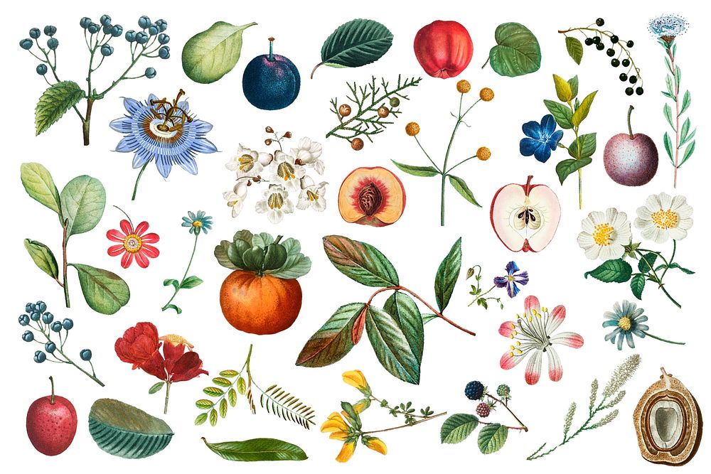 Fruit and flower psd vintage set hand drawn illustration