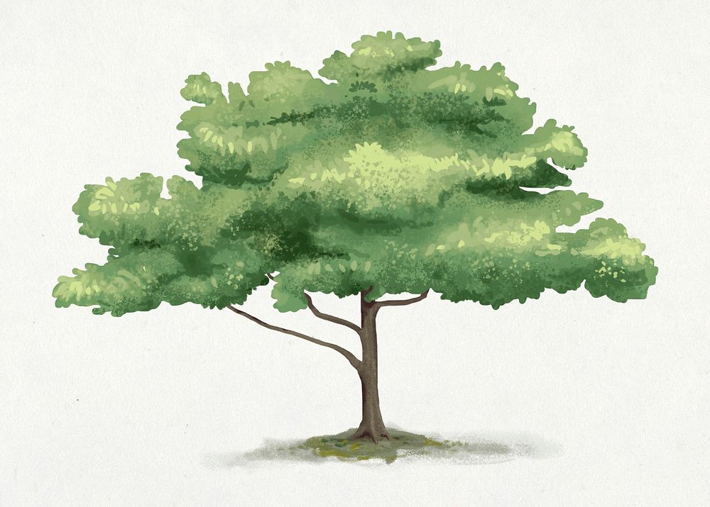 Oak tree element graphic psd on plain background