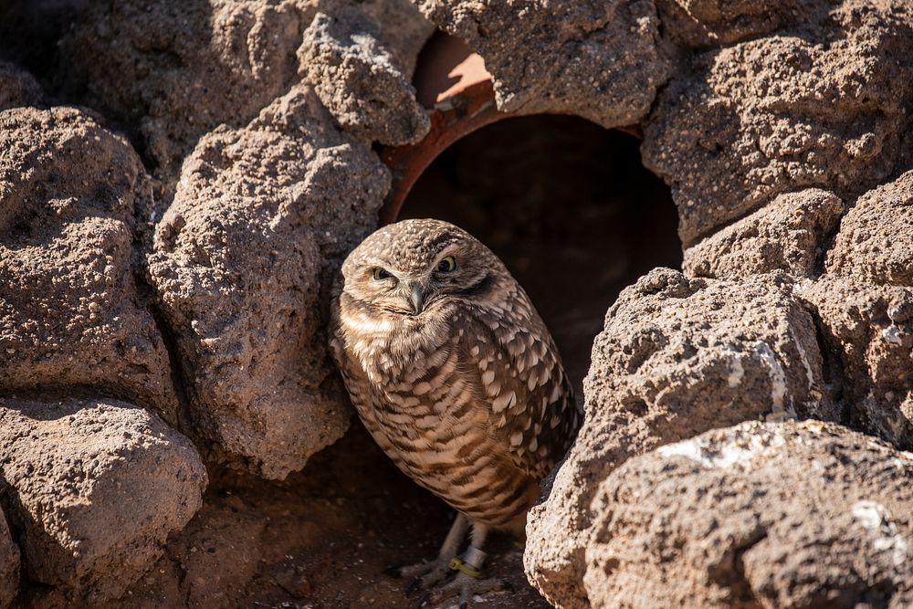 A young burrowing owl has found a haven &mdash; conviently provided in a piece of storm pipe at the Phoenix Zoo in Phoenix…