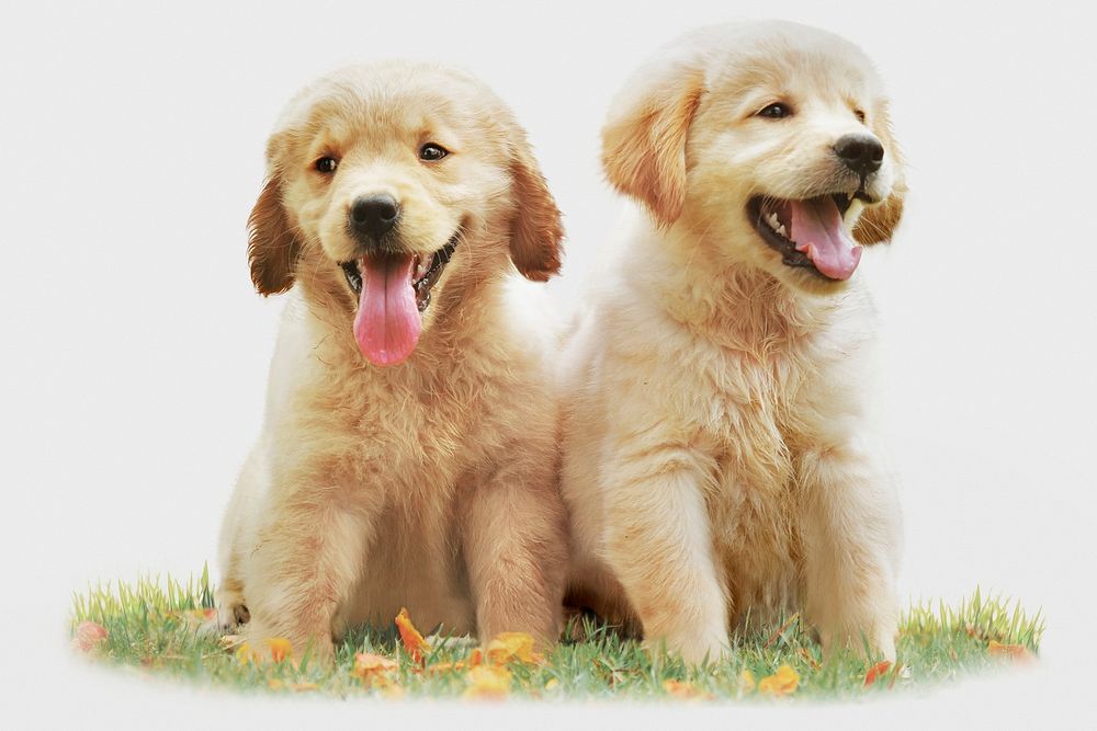Cute puppies background, Golden retriever sitting, animal and pet image psd