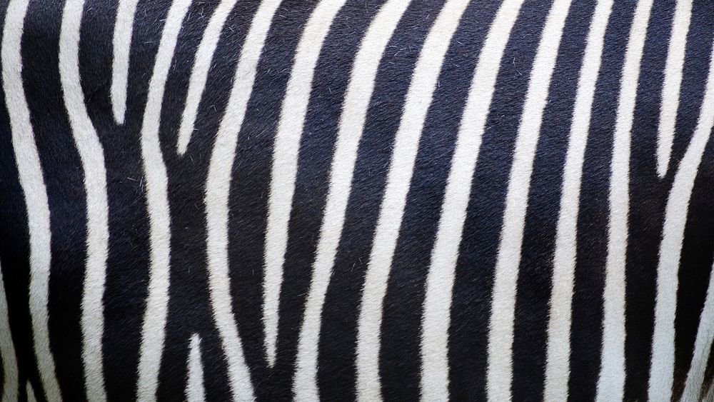 Zebra pattern desktop wallpaper, animal high definition background