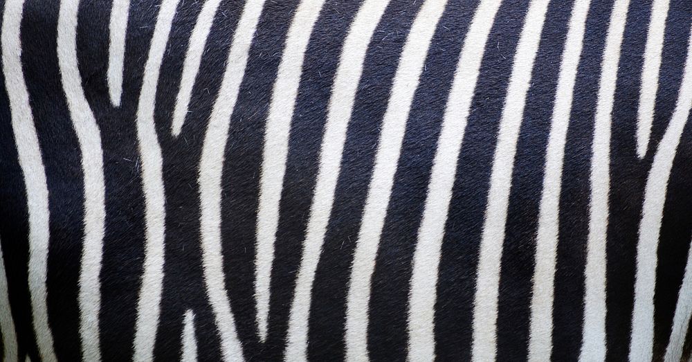 Stripe zebra pattern, animal close up background