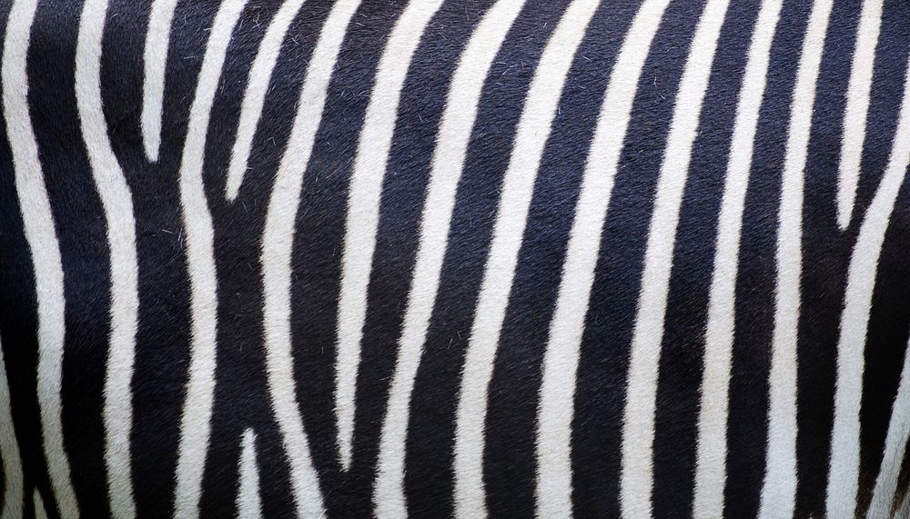 Zebra pattern  texture computer wallpaper, high definition background