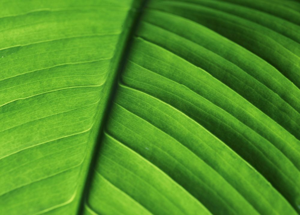 Green leaf texture background, botanical design