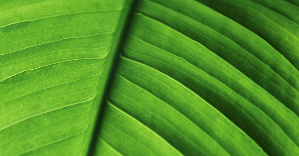 Green leaf texture background, botanical design