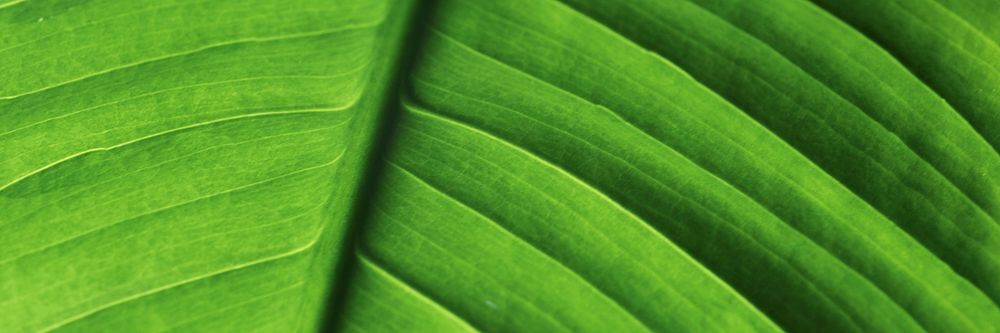 Green leaf  texture background, twitter header design