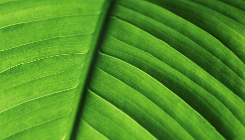Green leaf  texture computer wallpaper, high definition background