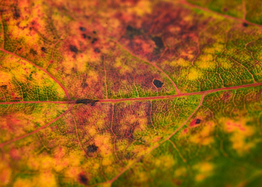 Autumn leaf texture, close up background