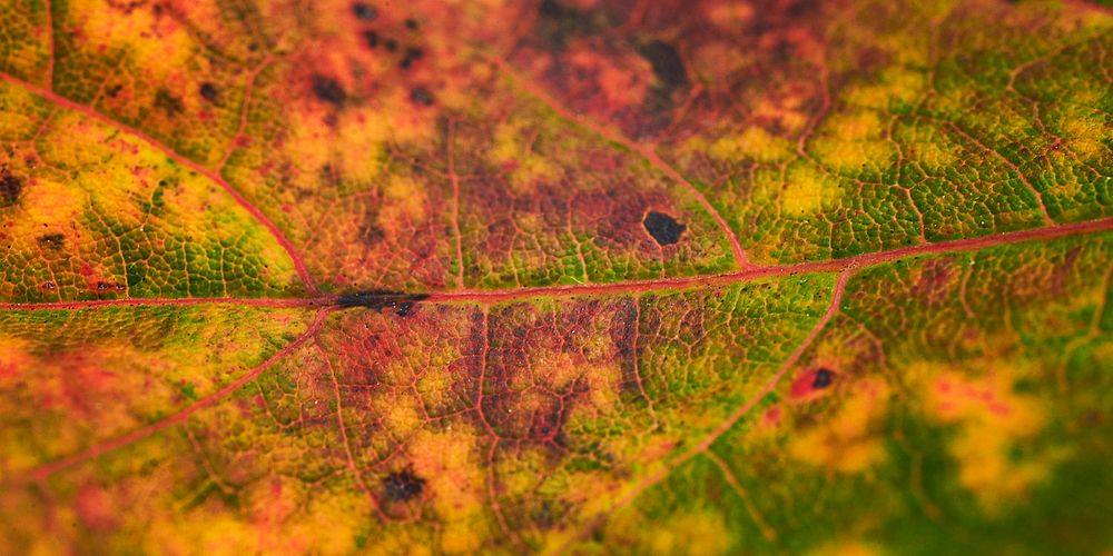 Autumn leaf texture, Facebook cover design for social media