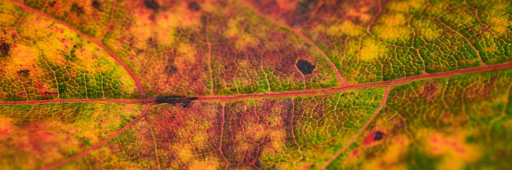 Autumn leaf texture, twitter header background, social media design