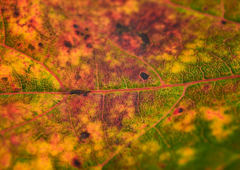 Foliage texture, autumn leaf background, nature design