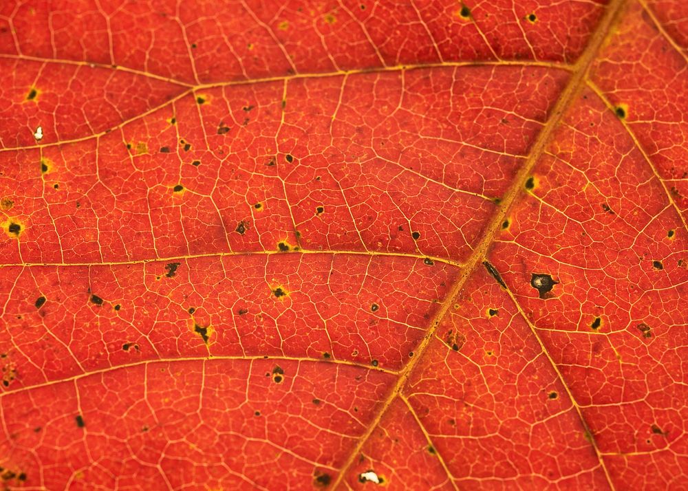 Red leaf texture, autumn background