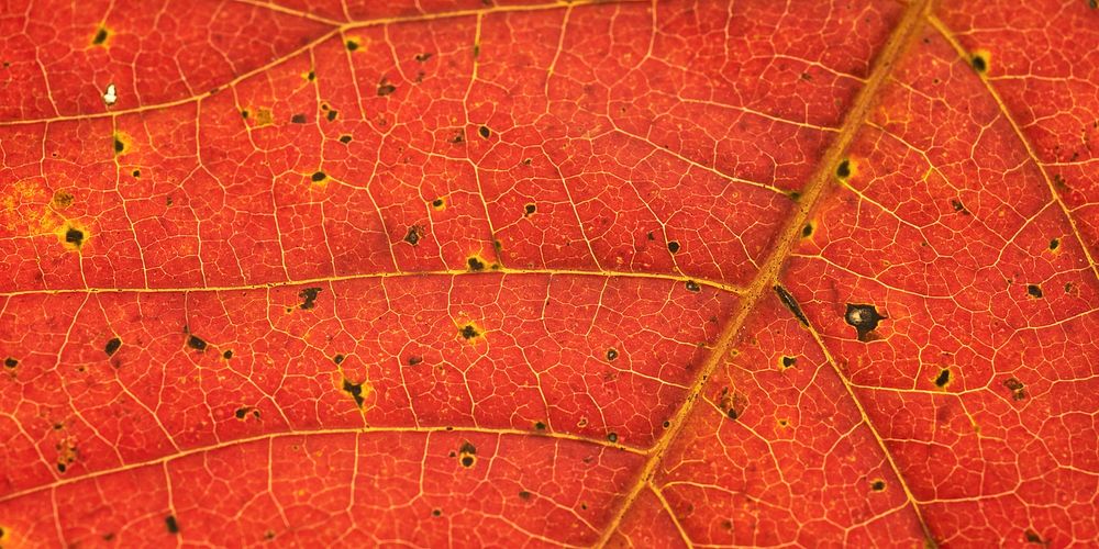 Autumn leaf texture background for Facebook cover and social media banner