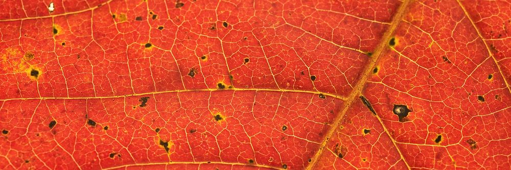 Autumn leaf  texture background, twitter header design