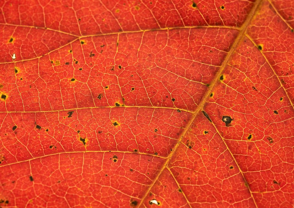 Autumn leaf texture, red background, nature design