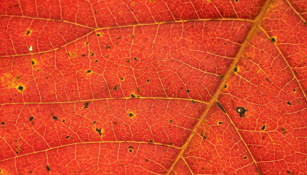Autumn leaf  texture computer wallpaper, high definition background