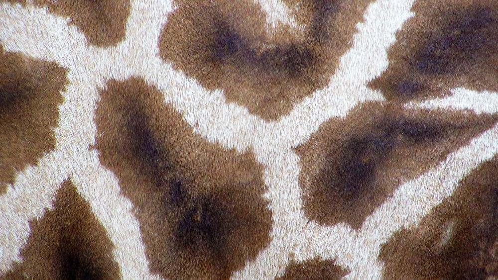 Giraffe pattern desktop wallpaper, high definition background