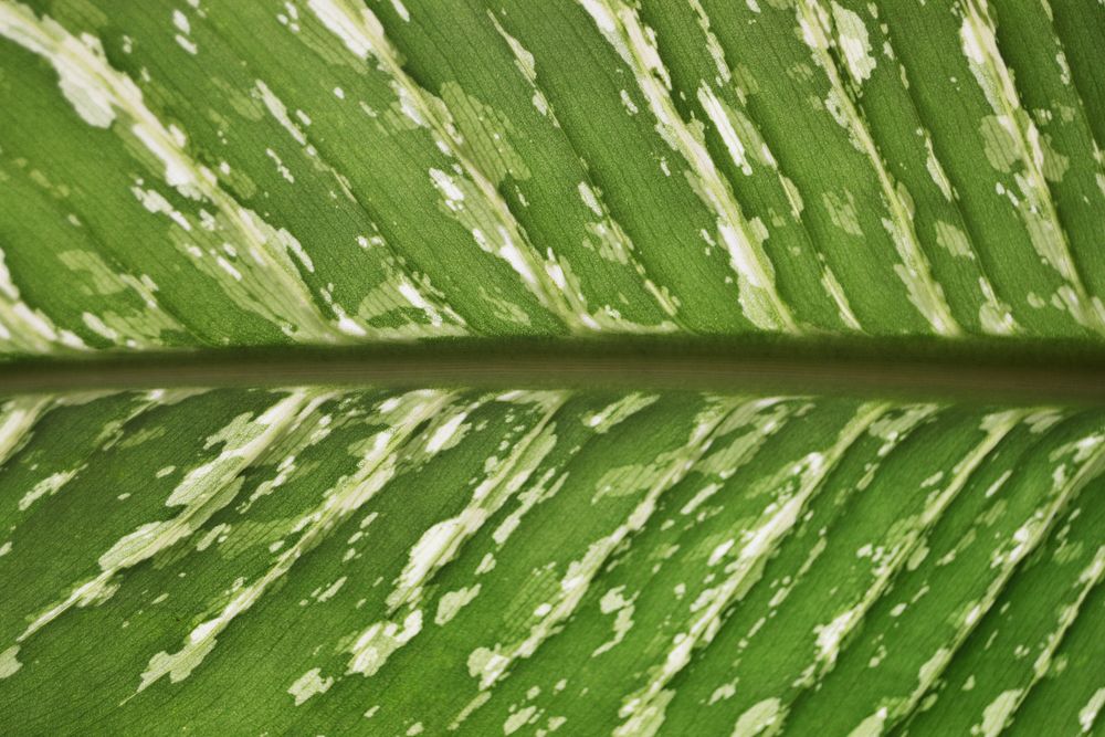 Green leaf texture background, close up design