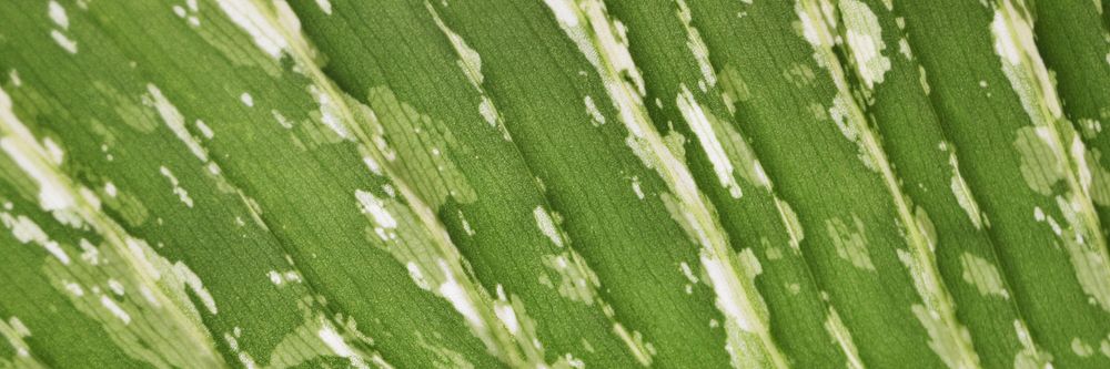 Green leaf, Alocasia Longiloba  texture, twitter header background, social media design