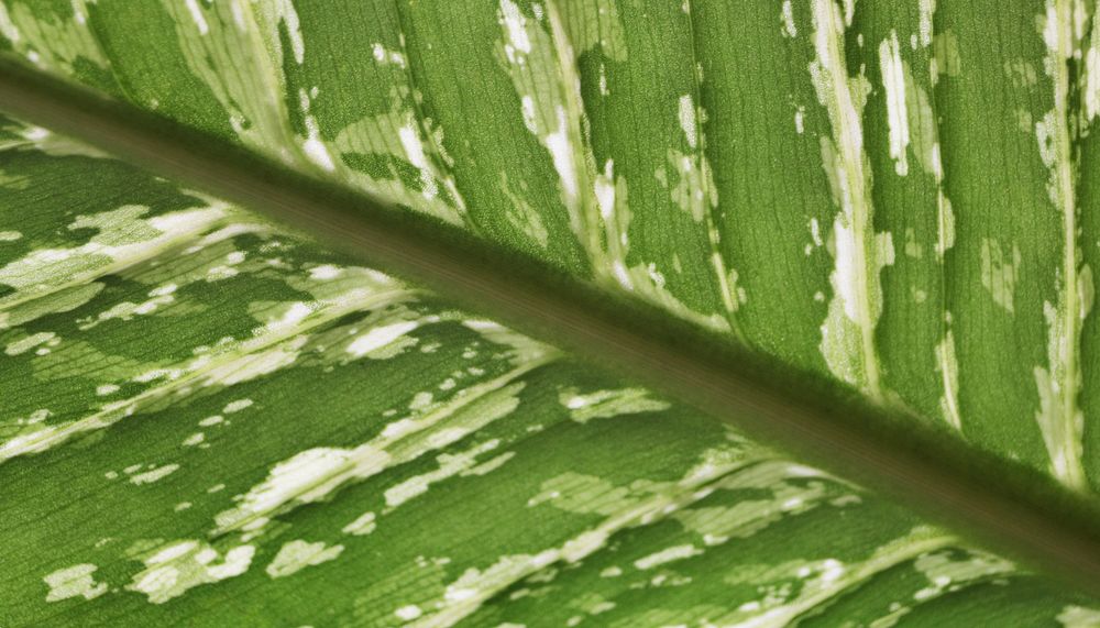 Green leaf  texture computer wallpaper, high definition background