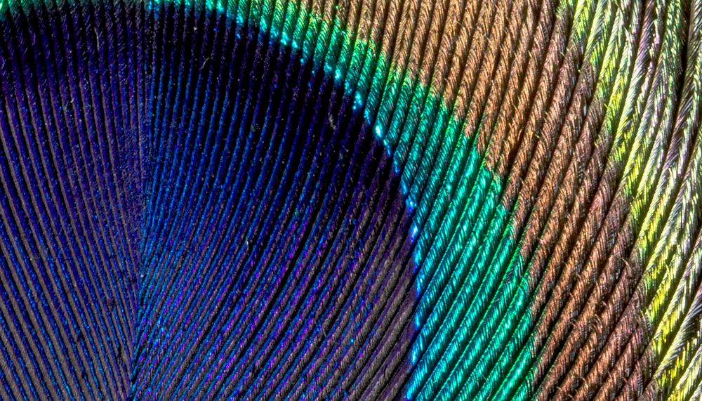 Peacock feather  texture computer wallpaper, high definition background