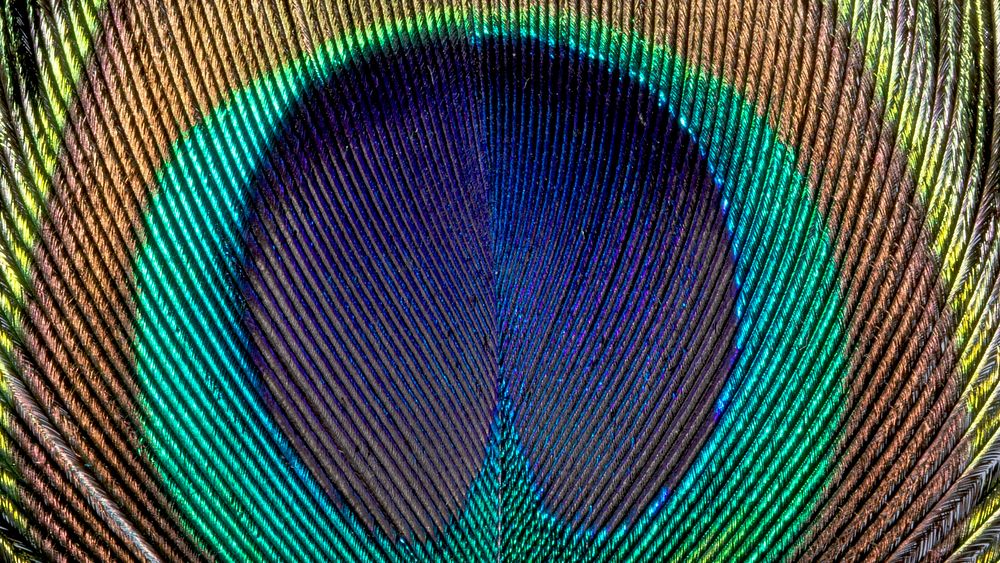 Peacock feather texture desktop wallpaper, high definition background