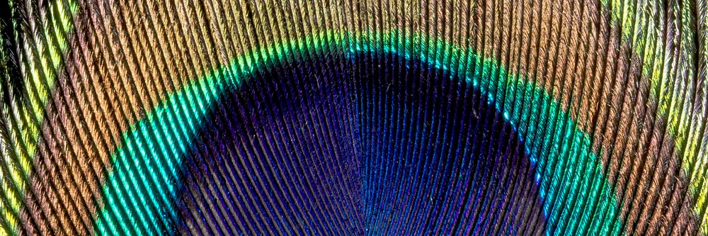 Peacock feather pattern, twitter header background, social media design