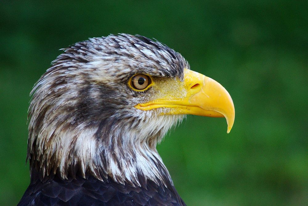 Free close up eagle image, public domain animal CC0 photo.
