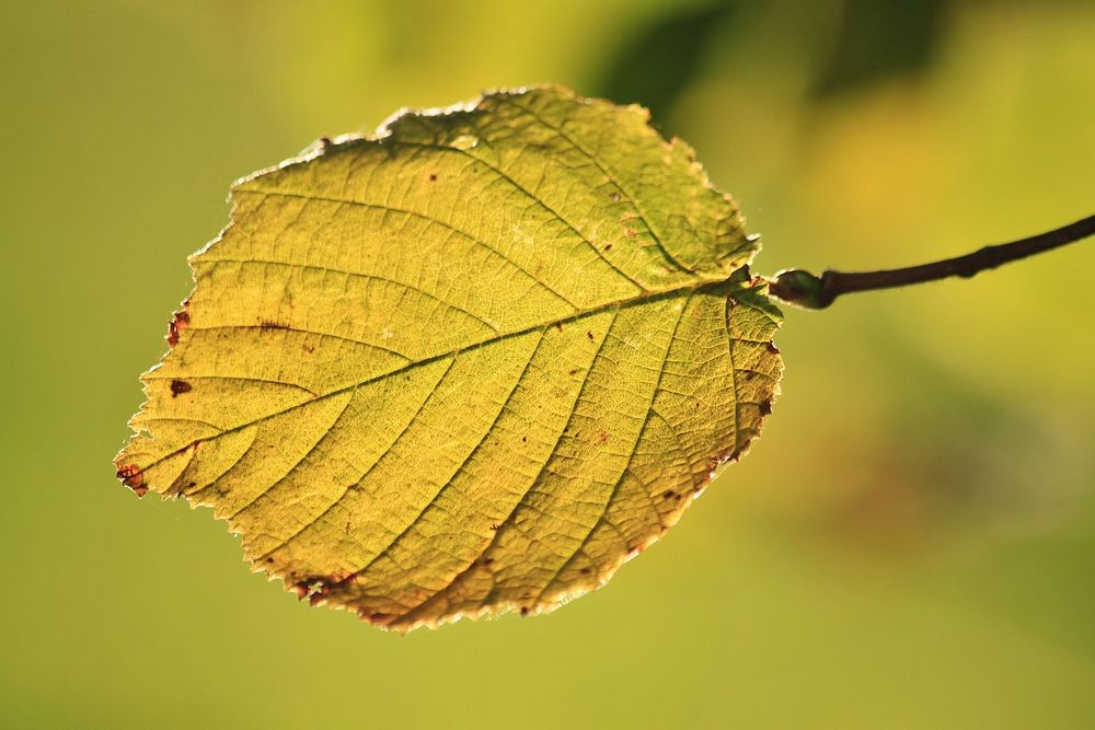 Free autumn leaf image, public domain plant CC0 photo. 