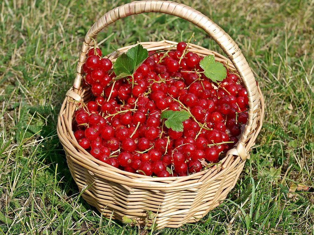 Free red berries in basket image, public domain fruit CC0 photo.