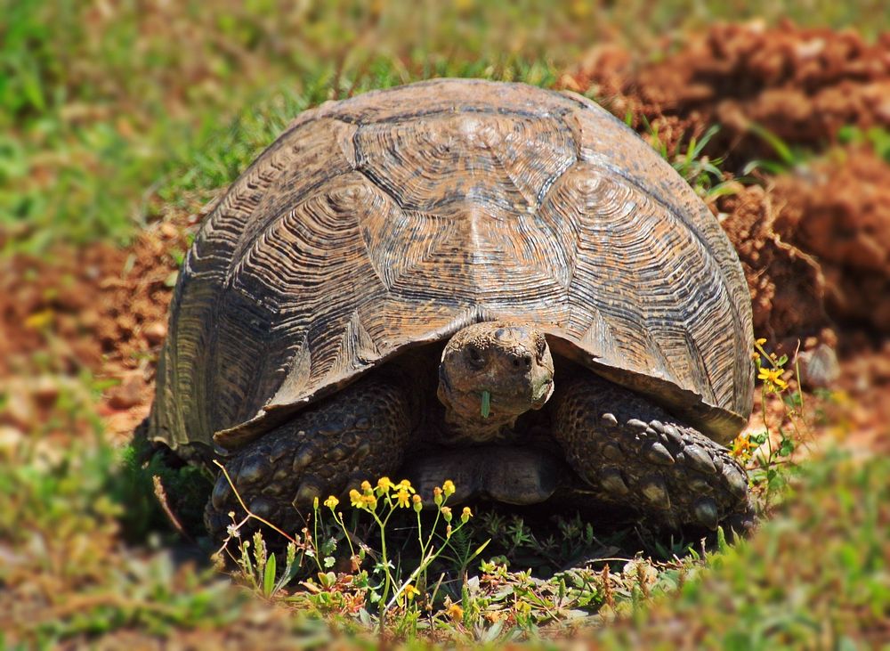 Free turtle eating grass image, public domain animal CC0 photo.