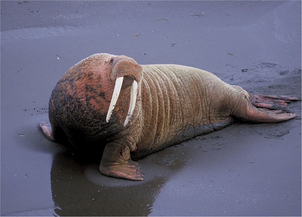 Free walrus image, public domain animal CC0 photo.