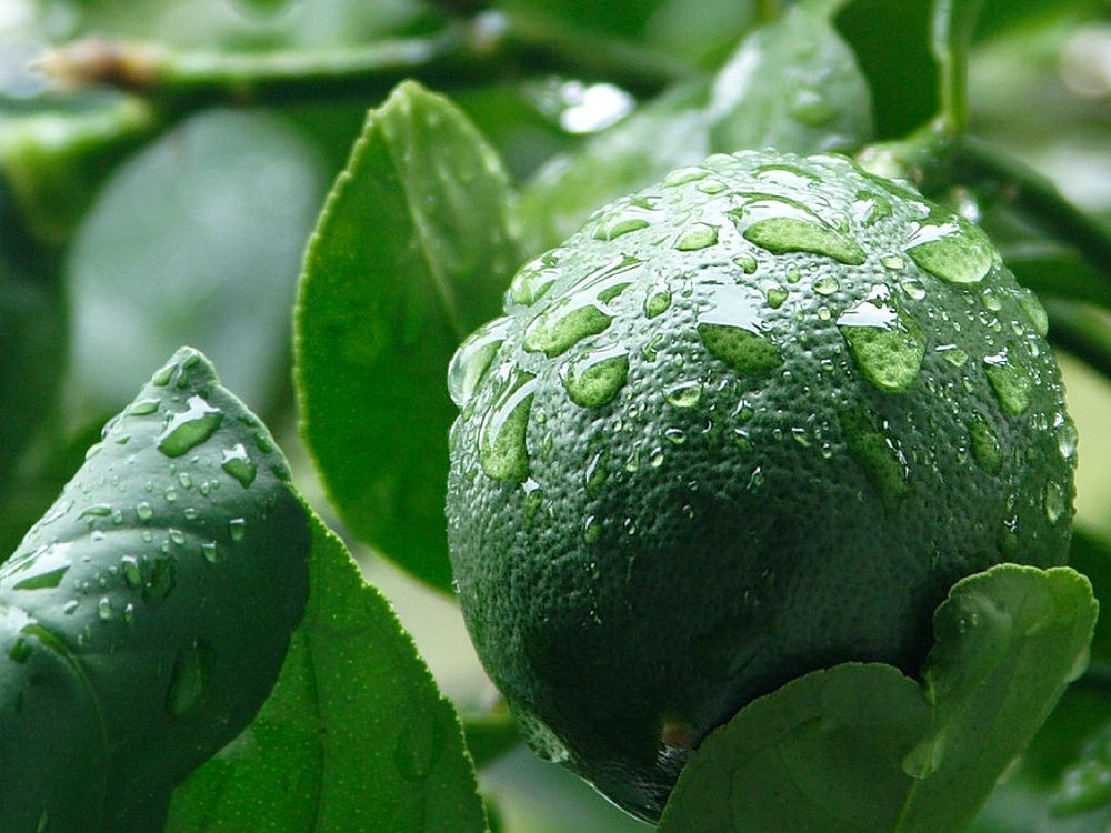 Free lime apple image, public domain citrus fruit CC0 photo.